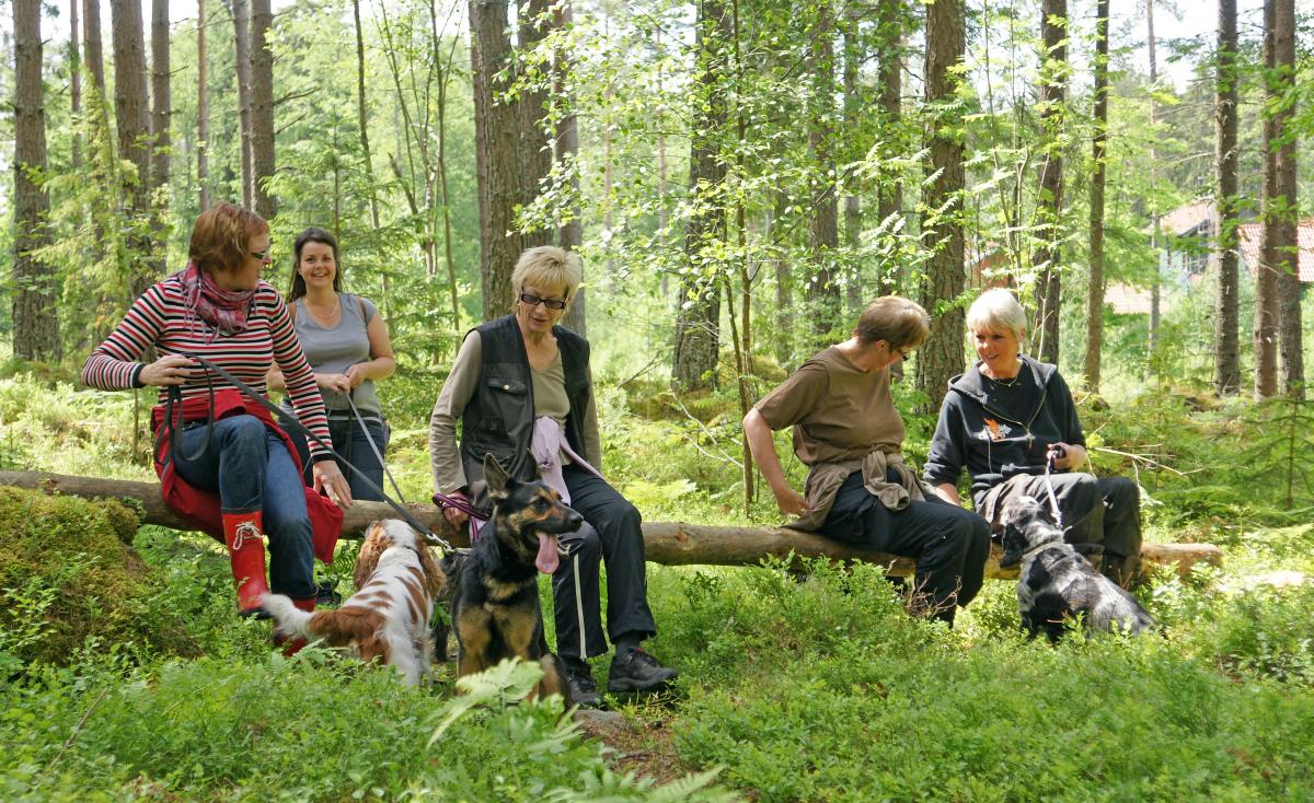 Personer sitter på omkullfallet träd och lyfter på knäna, magträning