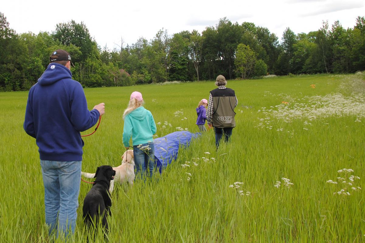 promenad med hund på sommaräng