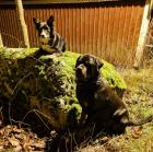 Vittra och Nitro gjorde sällskap på Hundmarschen.