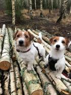 Archie och Lilly har lurat iväg Helena på skogsparkour.