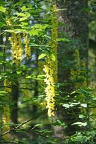 Flera "exotiskta" blomster växer utmed klubbens promenadrunda. Här det giftiga gullregnet...