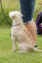 Dagens häftigaste hund-frilla