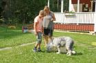 Albin ger Becky (old english sheepdog) flera strategiska tips.