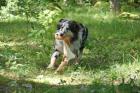 Villes vovve Nisse (sheltie) deltog i uppletande av leksaker som låg gömda i skogen.