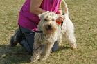 Håll i Er nu - låååångt namn: Irish softcoated wheaten terrier med namnet Ebba och matte Eva.