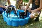 En del hundar valde att doppa tassarna i POOLEN. Och se där, den vattenskyende hunden har klivit i!