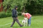 Labradoren Gullan smilar insmickrande mot stentuffa domaren.