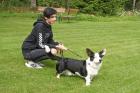Frasse, welsh corgi cardigan, njuter i solen.