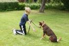 Att lära sig SITT är stort för denna arbetande hund!