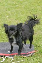 Babe, chihuahua, värmer upp på mattan.