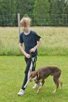 Carl utför stordåd med denna hund som varken kan sitt elleren del annat - men jobba hemma på gården, det kan han!