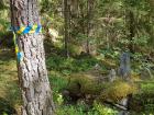 Troligen stannade inte tävlingsekipaget vid denna markerade fornlämning - ett gränsröse - tätt intill spår 5.