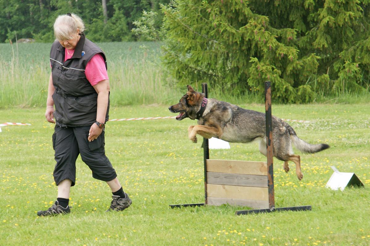Rallytävling, schäfer hoppar över hinder