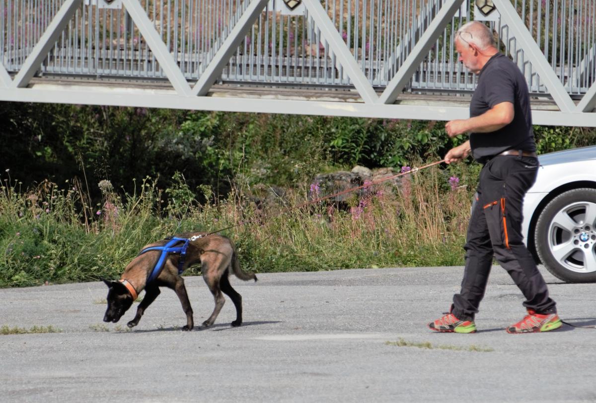 Spårarbete med hund på asfalt