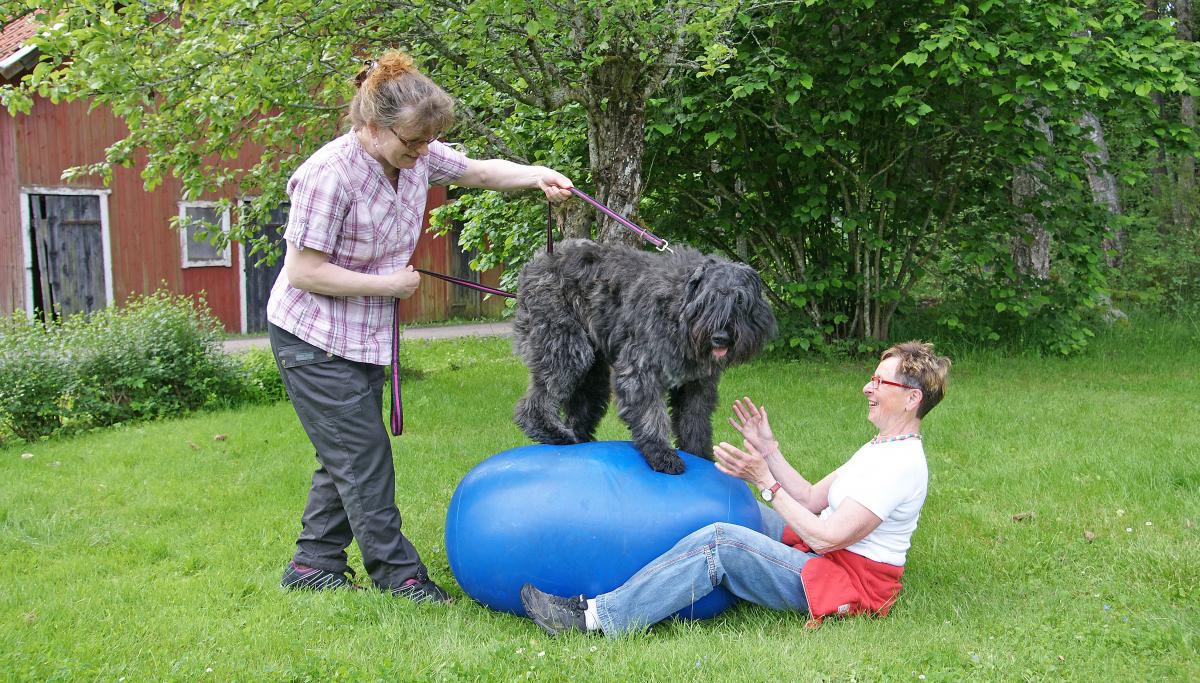 Bouvier, svart hund tränar på blå balansboll i gröngräset.