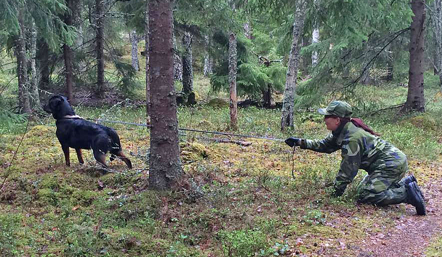 Patrullhund med förare på uppdrag i skogen.